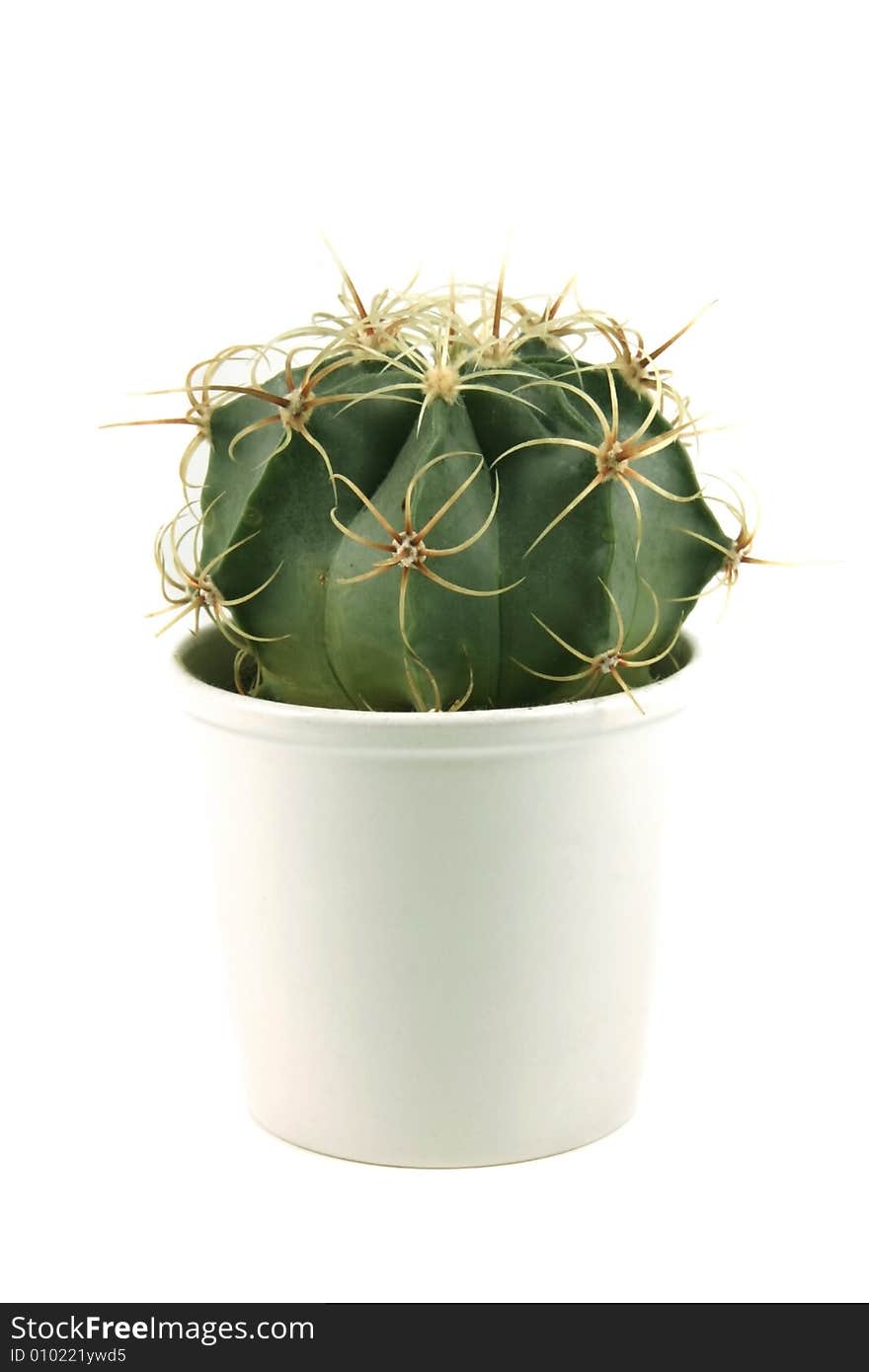 Small cactus on white background