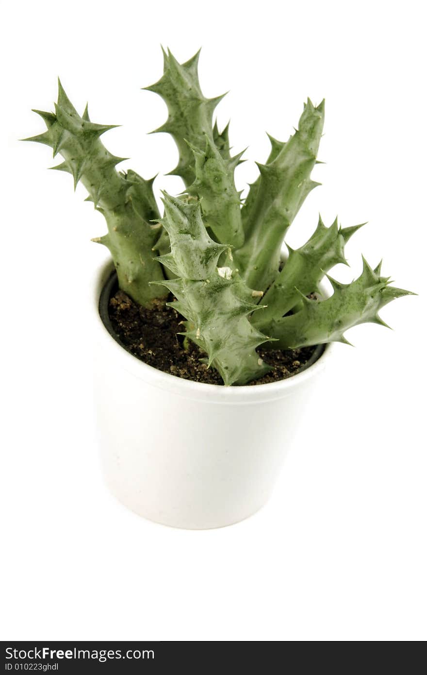 Small cactus on white background