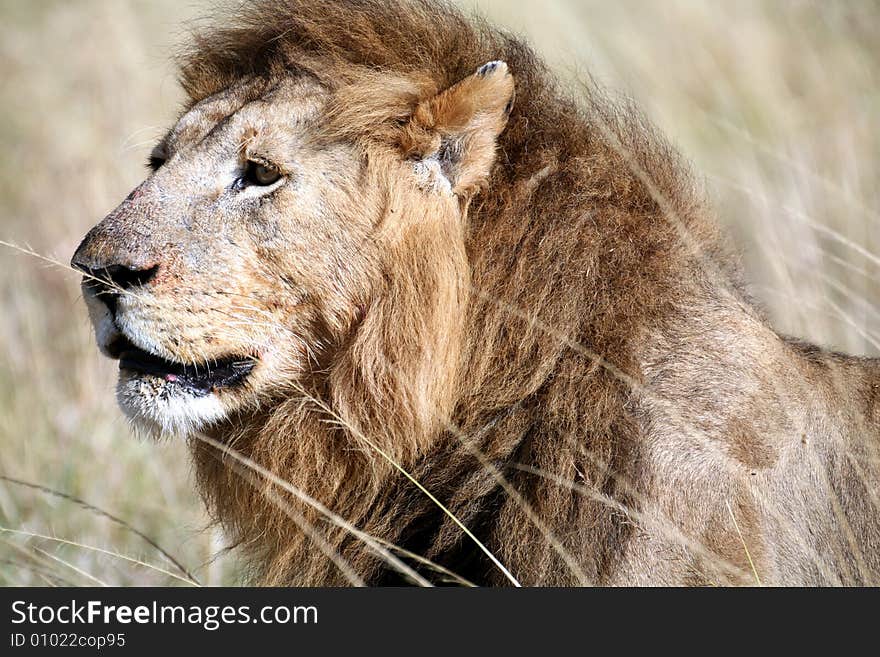 Majestic lion head in the grass in the Masai Mara Reserve in Kenya