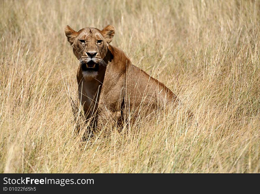 Lion cub sitting in the grass in the Masai Mara Reserve in Kenya