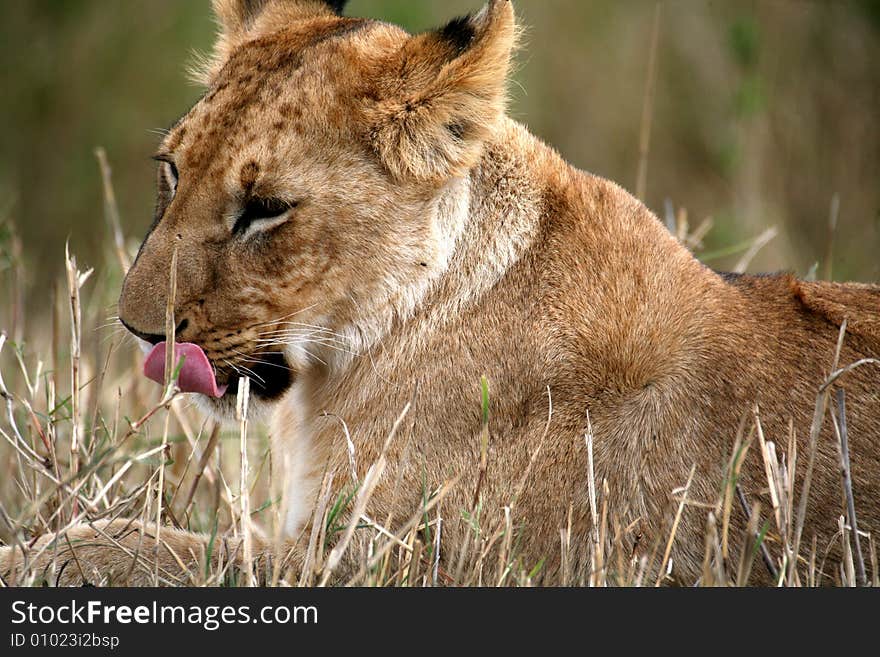 Lion Cub Lying In The Grass