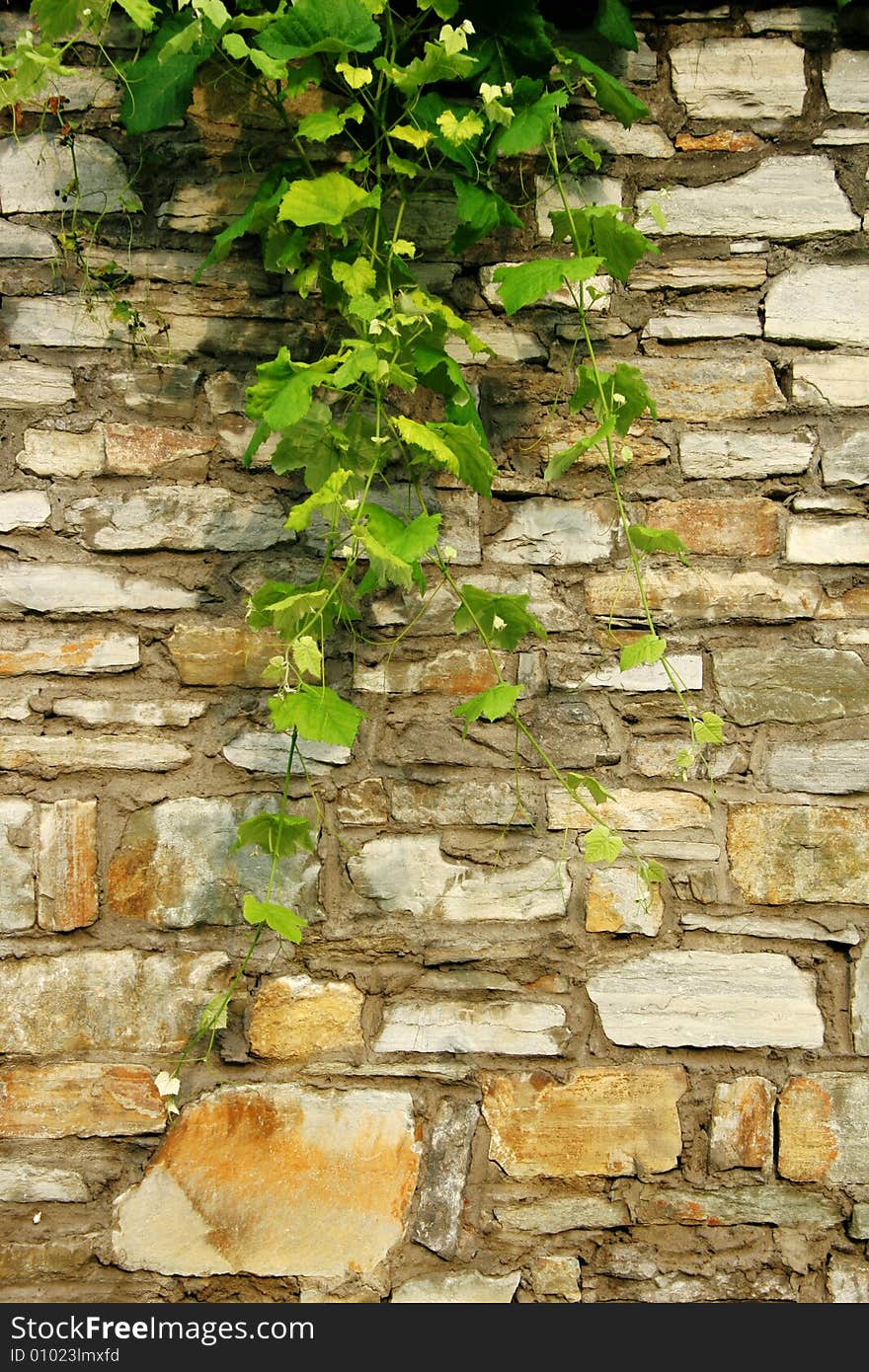 Old stone wall with branches of grapes. Old stone wall with branches of grapes