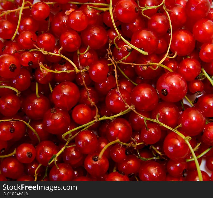 Redcurrant berry fruit close-up shoot