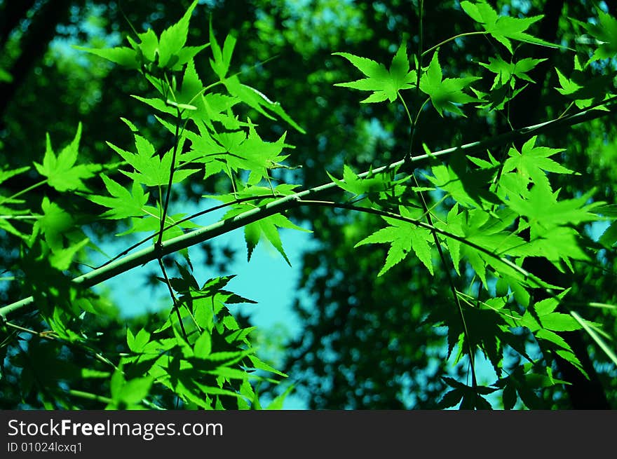 Leaves with light through