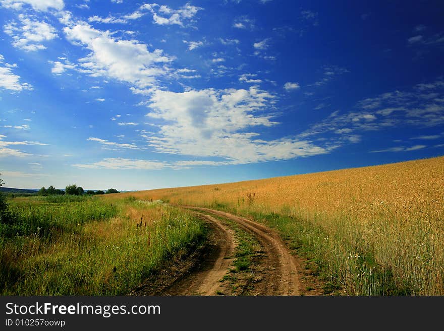 An image of a lane amongst yellow field. An image of a lane amongst yellow field