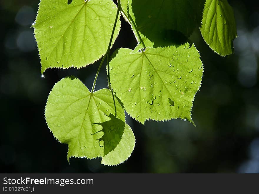 Green leaves with water drops after rain in a forest. Green leaves with water drops after rain in a forest