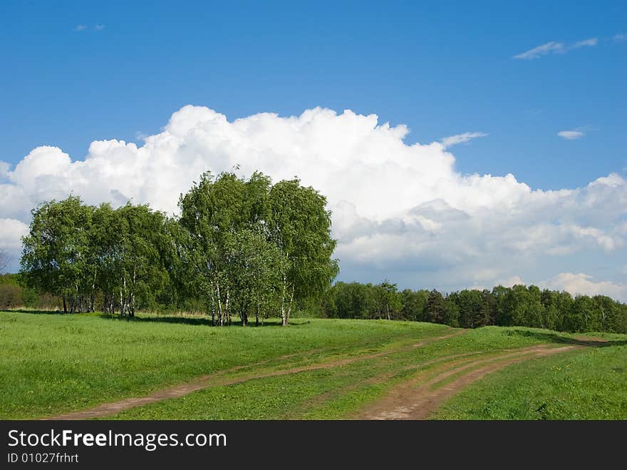 Birches on a green hill. Beautiful cloudscape above. Birches on a green hill. Beautiful cloudscape above.