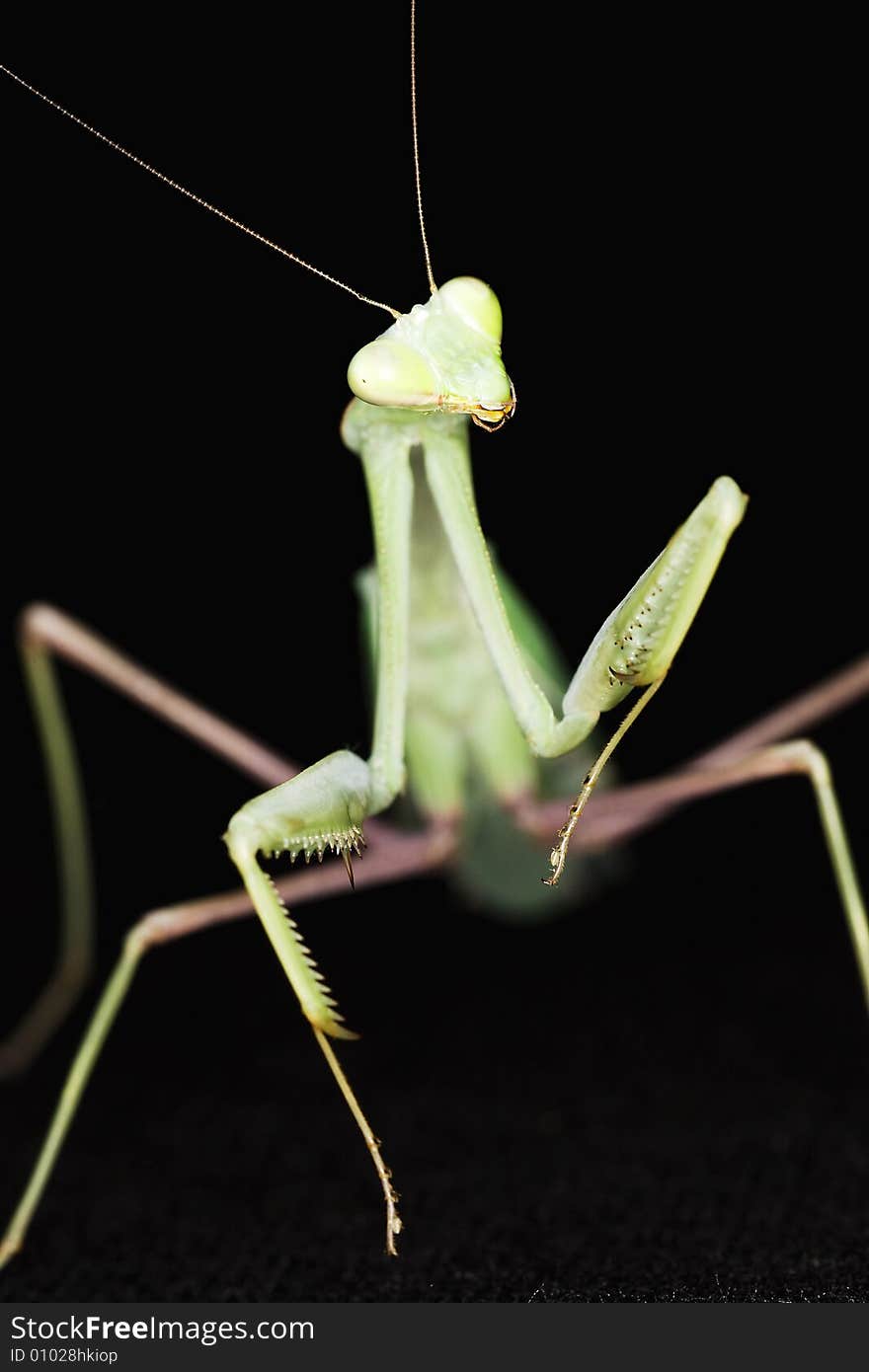 Close up of a Giant Asian Praying Mantis (Hierodula membranacea ) against black background.