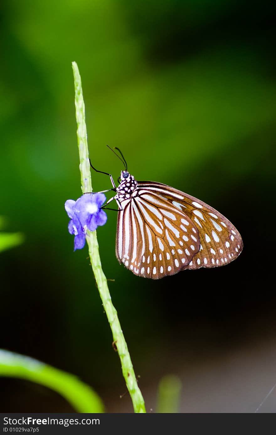 Butterfly In Nature