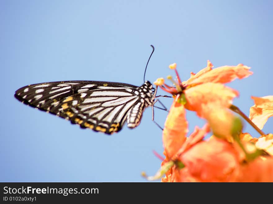 Butterfly In Nature