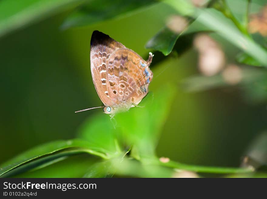 Butterfly In Nature