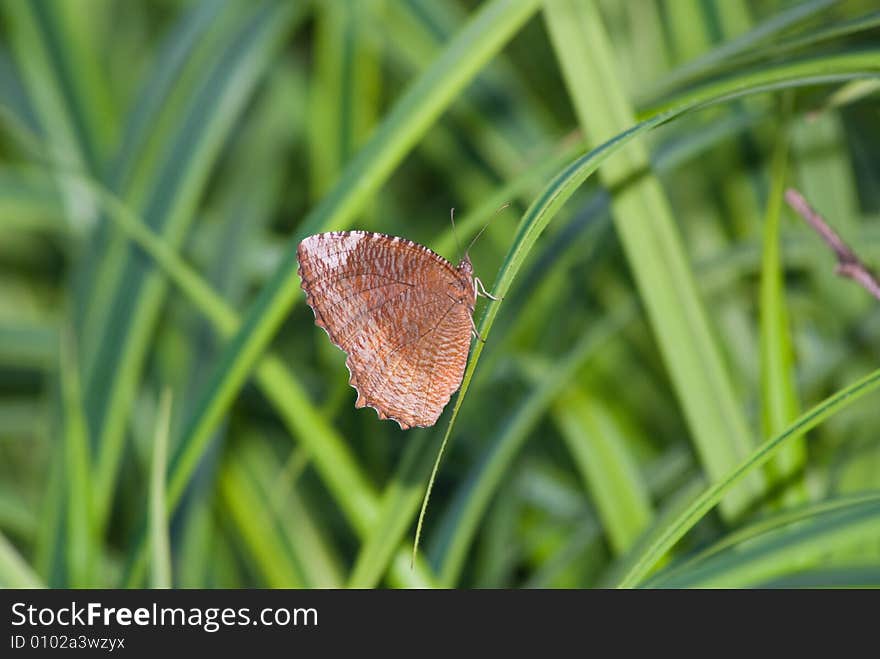 Butterfly in nature