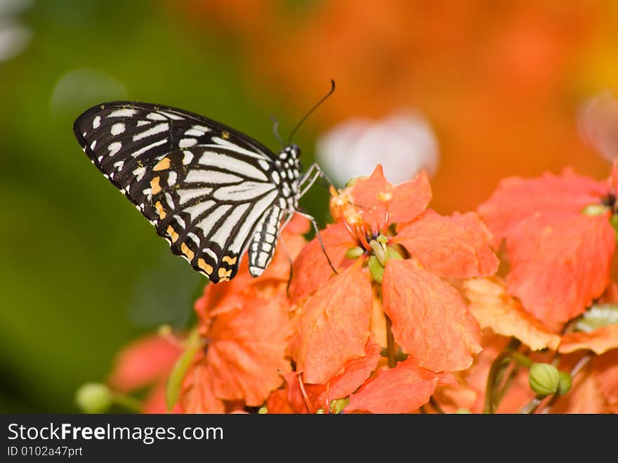 Butterfly in nature