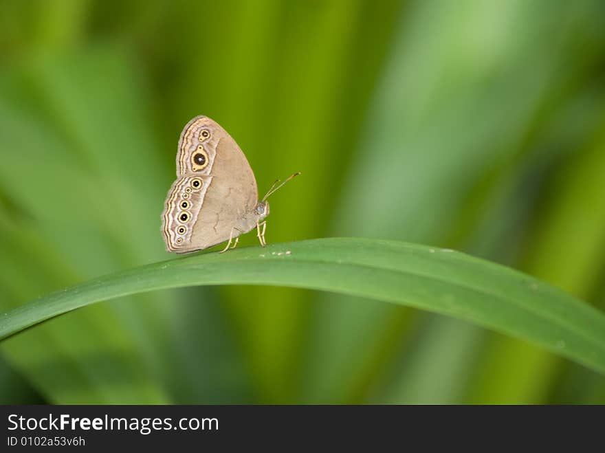 Butterfly in nature