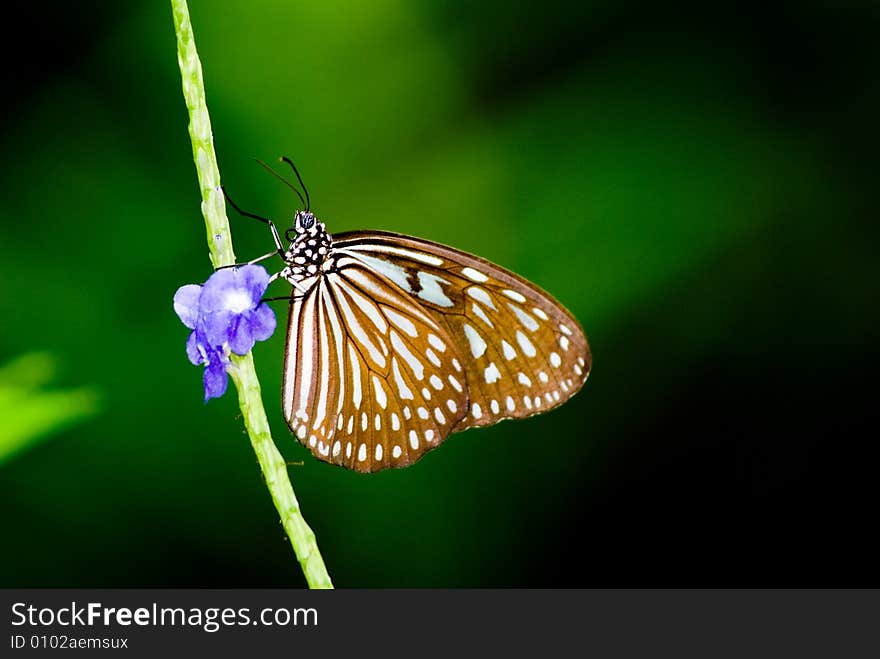 Butterfly in nature