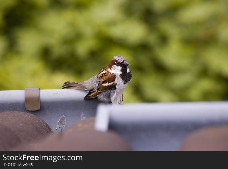 A sparrow sitting on roof