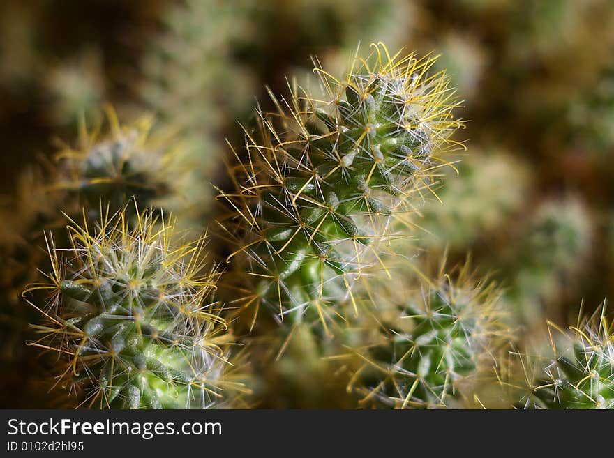 Close view of green cactus