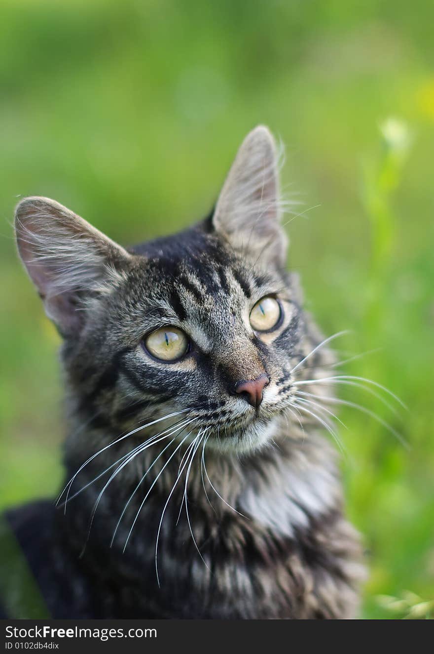 Striped cat at green grass background