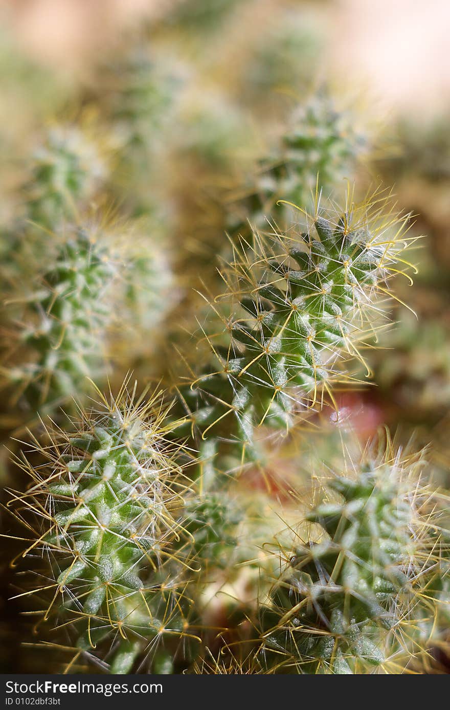 Close view of green cactus