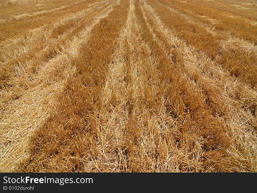 Horizontal view of an harvested field in summer. Horizontal view of an harvested field in summer