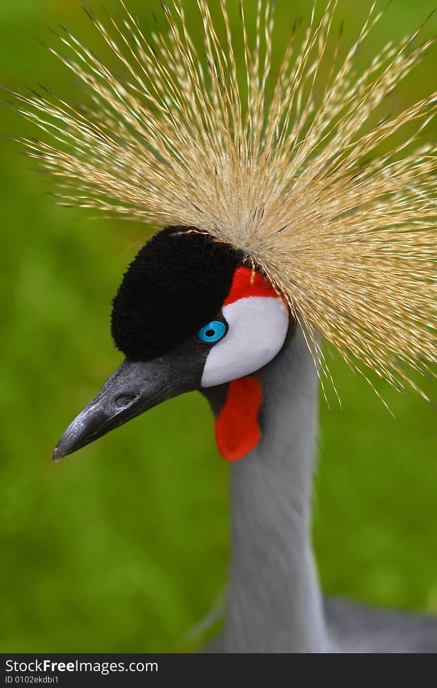 Southern Crowned Crane Native to East Africa Balearica Pavonina.