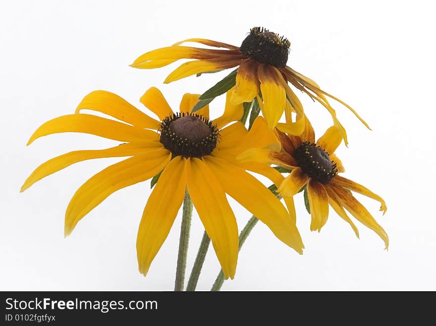 Yellow flowers isolated on white background