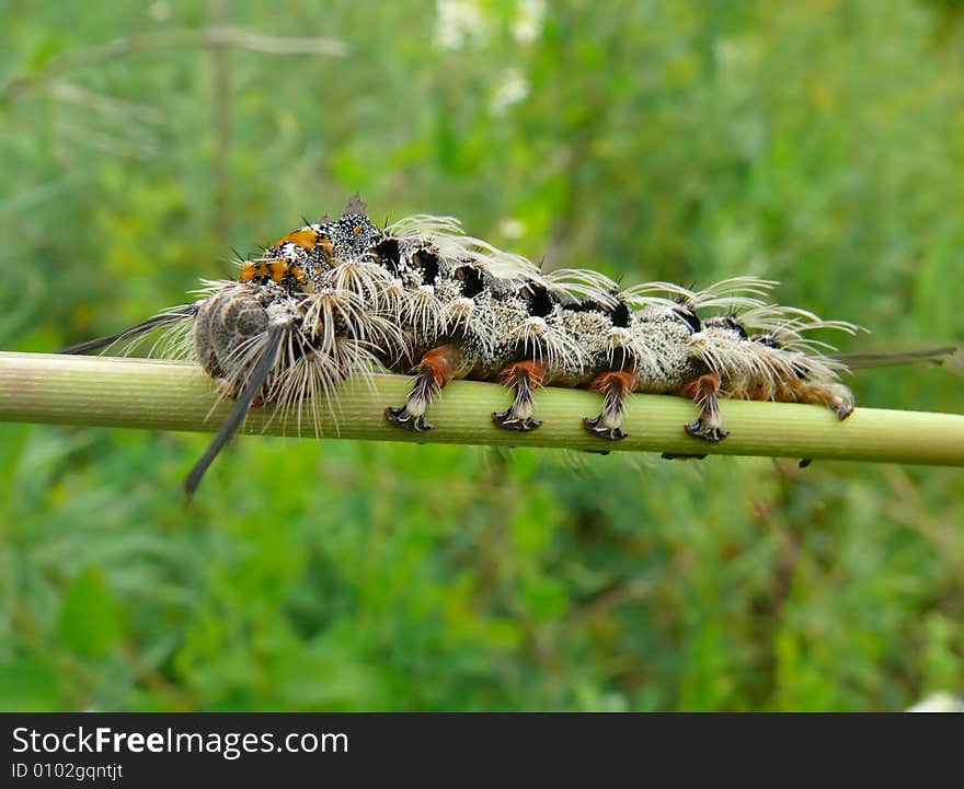 A close-up of the haired grey caterpillar on rod. Profile. Russian Far East, Primorye. A close-up of the haired grey caterpillar on rod. Profile. Russian Far East, Primorye.