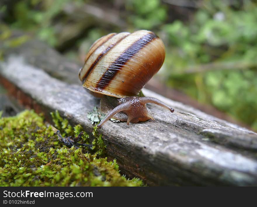 A close-up of the snail on old dry log. Russian Far East, Primorye. A close-up of the snail on old dry log. Russian Far East, Primorye.