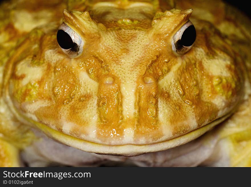 Close-up of an Albino Ornate Horned Frog (Ceratophrys ornate)