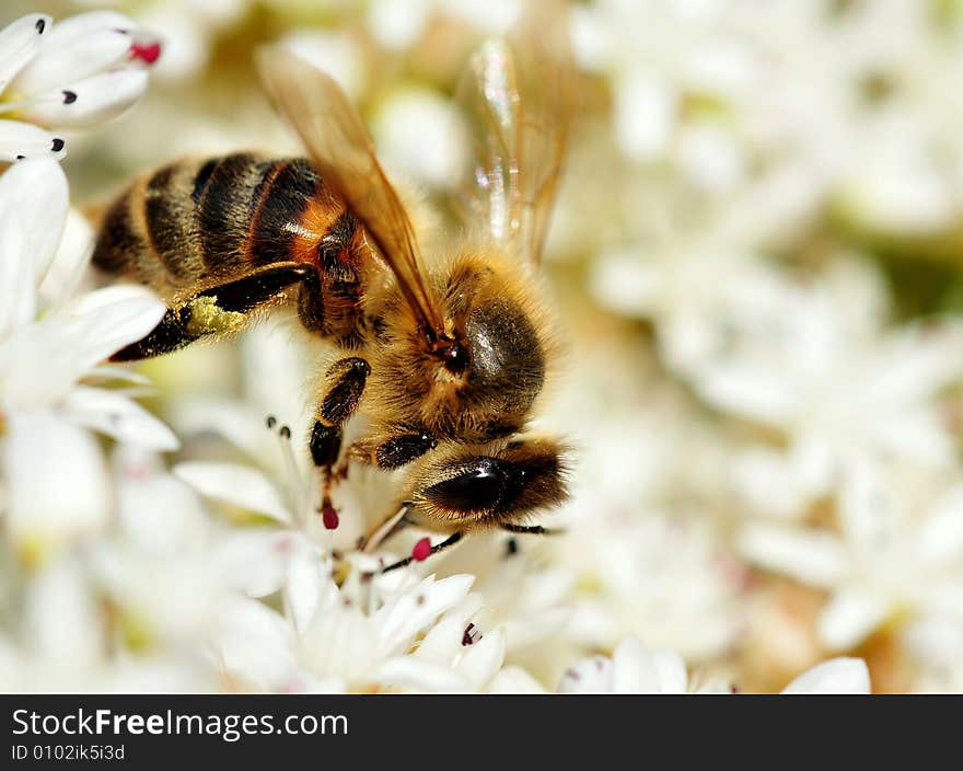 Common bee on blossom
close-up made in our garden.