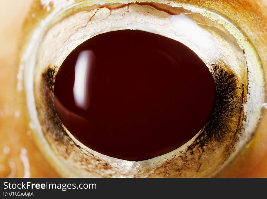 Close-up of an Albino Ornate Horned Frog�s (Ceratophrys ornate) eye. Close-up of an Albino Ornate Horned Frog�s (Ceratophrys ornate) eye