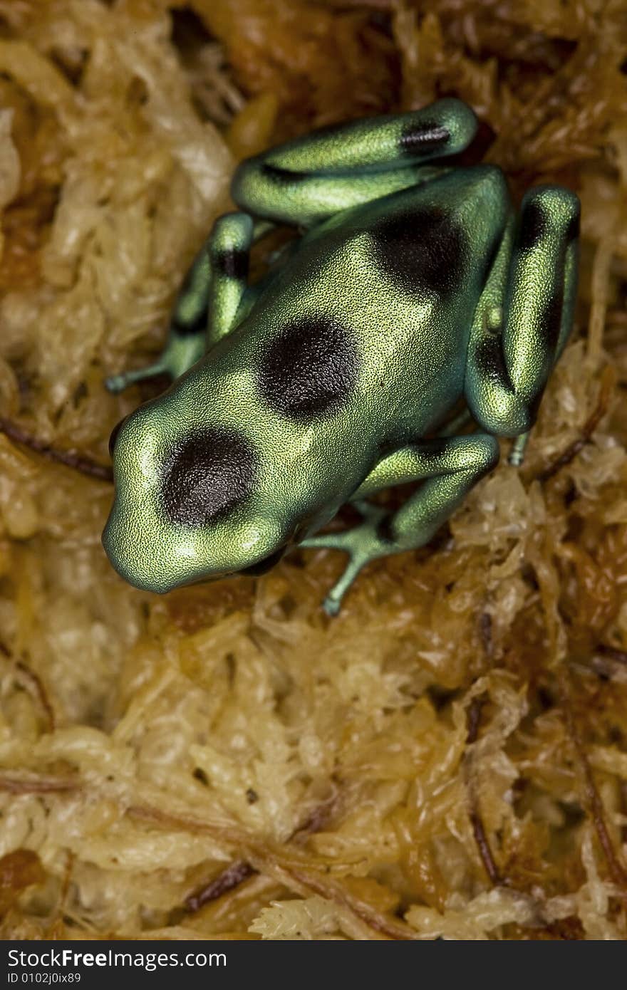 Dart frog 01