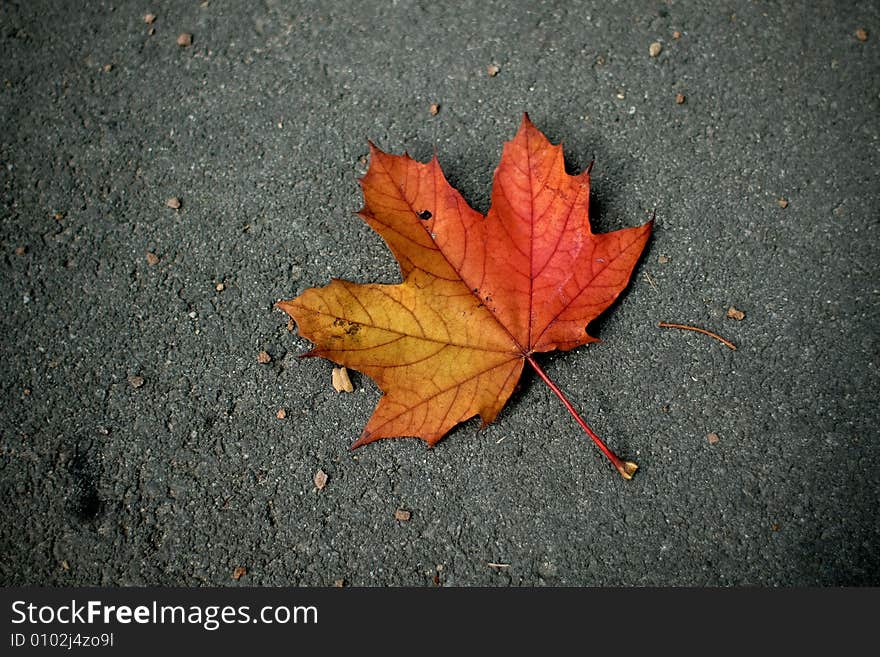 A lonely leaf surrounded in grey. A lonely leaf surrounded in grey