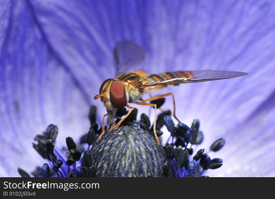 A young hoverfly searching for food