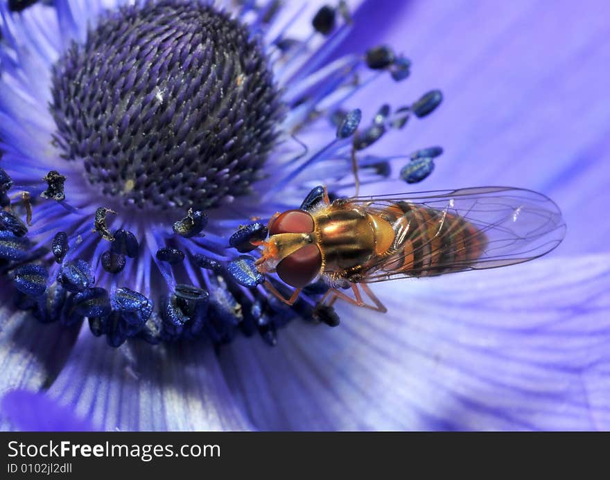 Wasp on anemone -typical summer view.