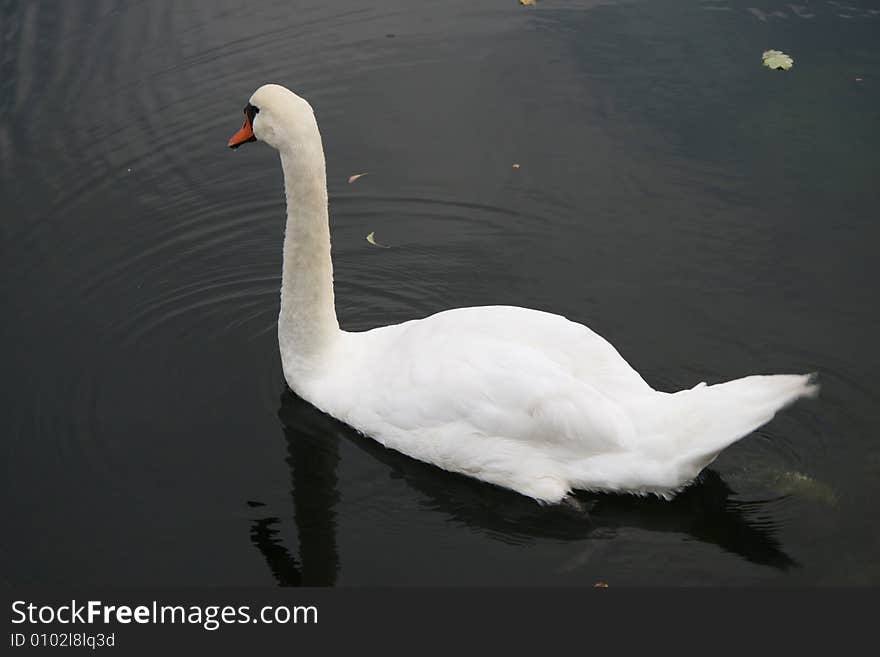 Common swan