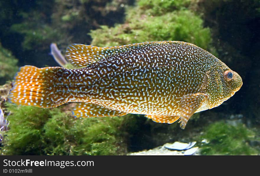 Portrait of nice ballan wrasse. Portrait of nice ballan wrasse