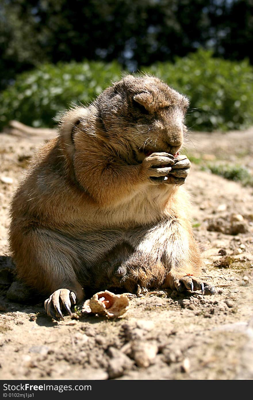 Tailed Prairie Dog