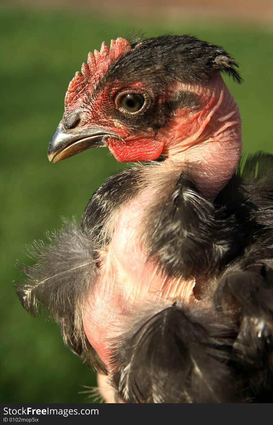 Chicken on the green grass. Chicken on the green grass