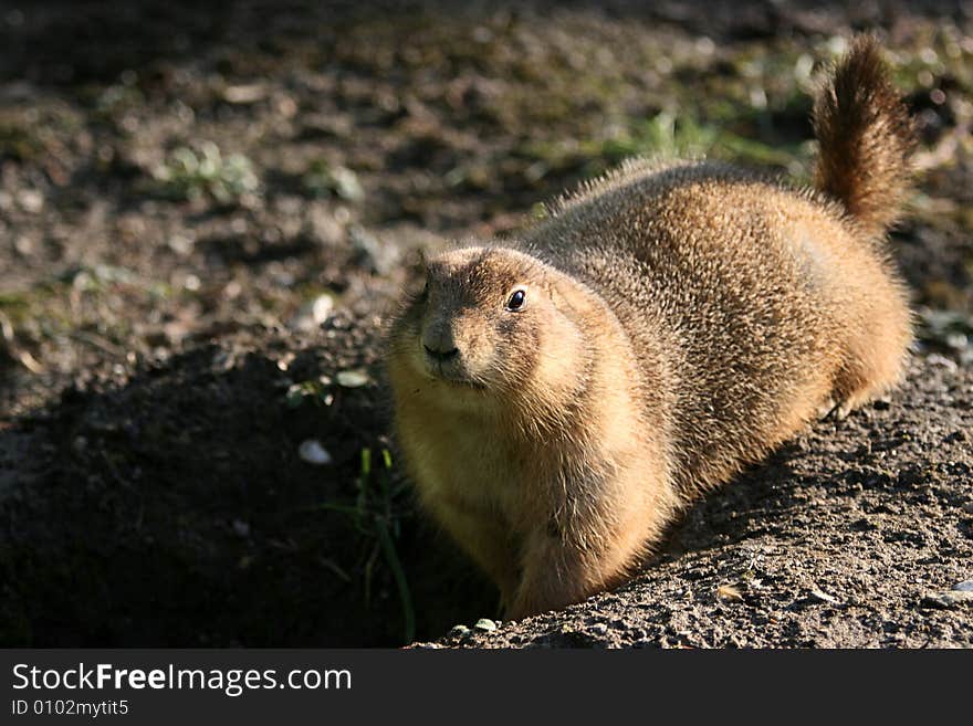 Photo of Tailed Prairie Dog