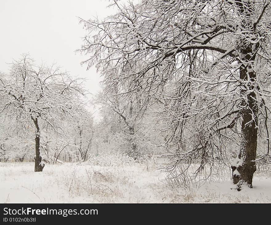 Trees in the forest covered by the snow. Trees in the forest covered by the snow