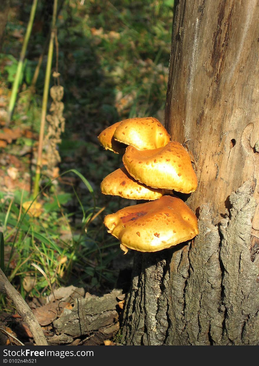 Mushroom On The Tree