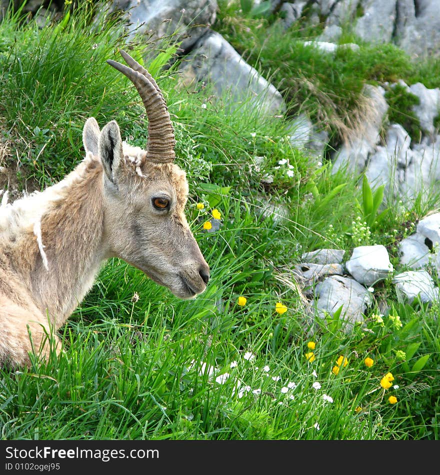 Young Alpine Ibex