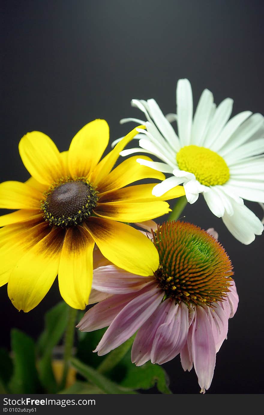 Purple Coneflower, Daisy and a Black-eyed Susan in a simple arrangement. Purple Coneflower, Daisy and a Black-eyed Susan in a simple arrangement.