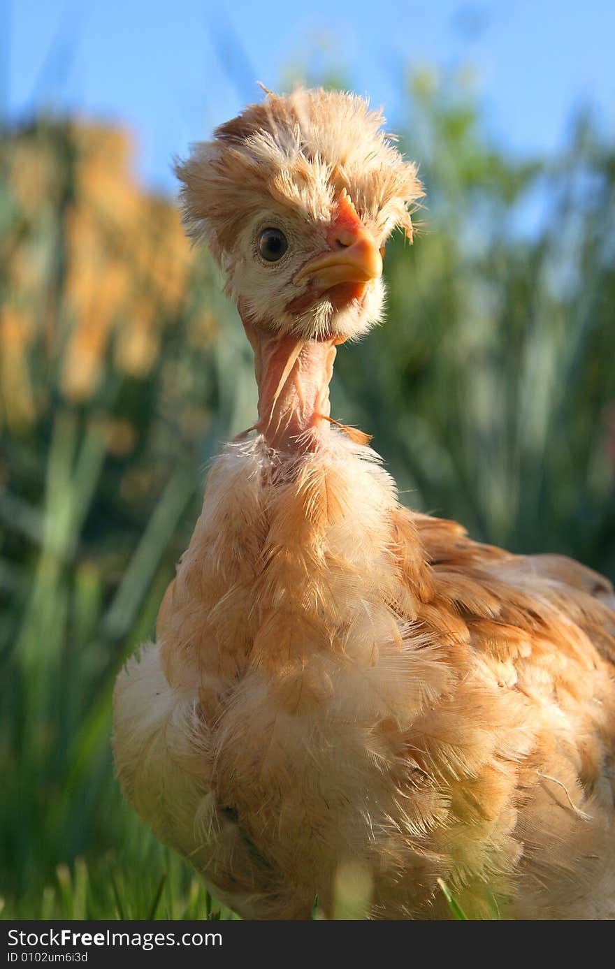 Chicken on the green grass. Chicken on the green grass