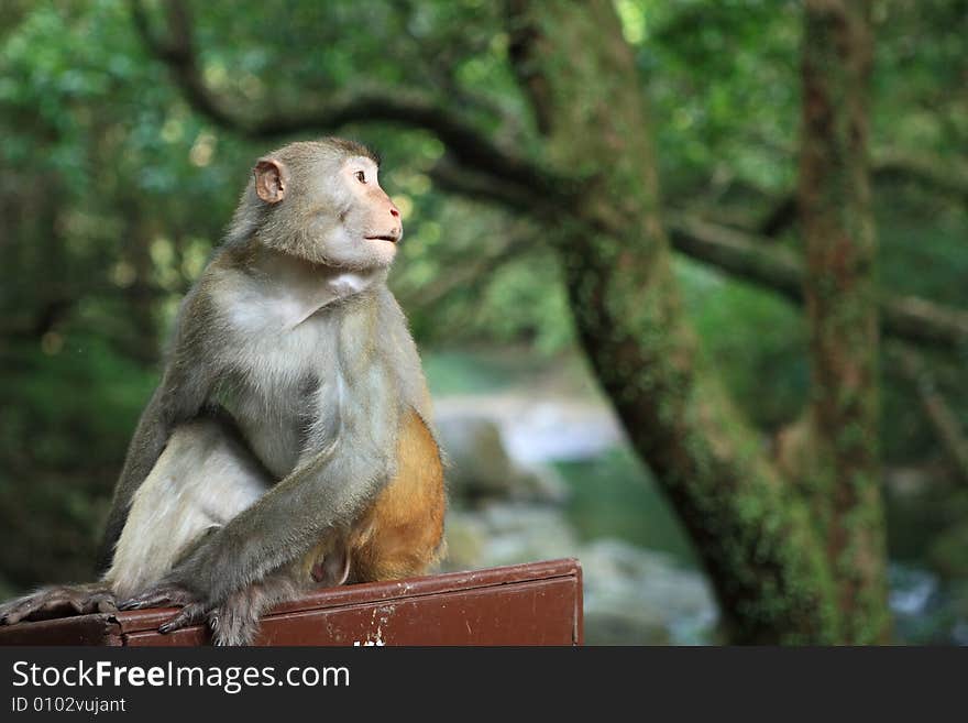 One of the Macaca mulatta