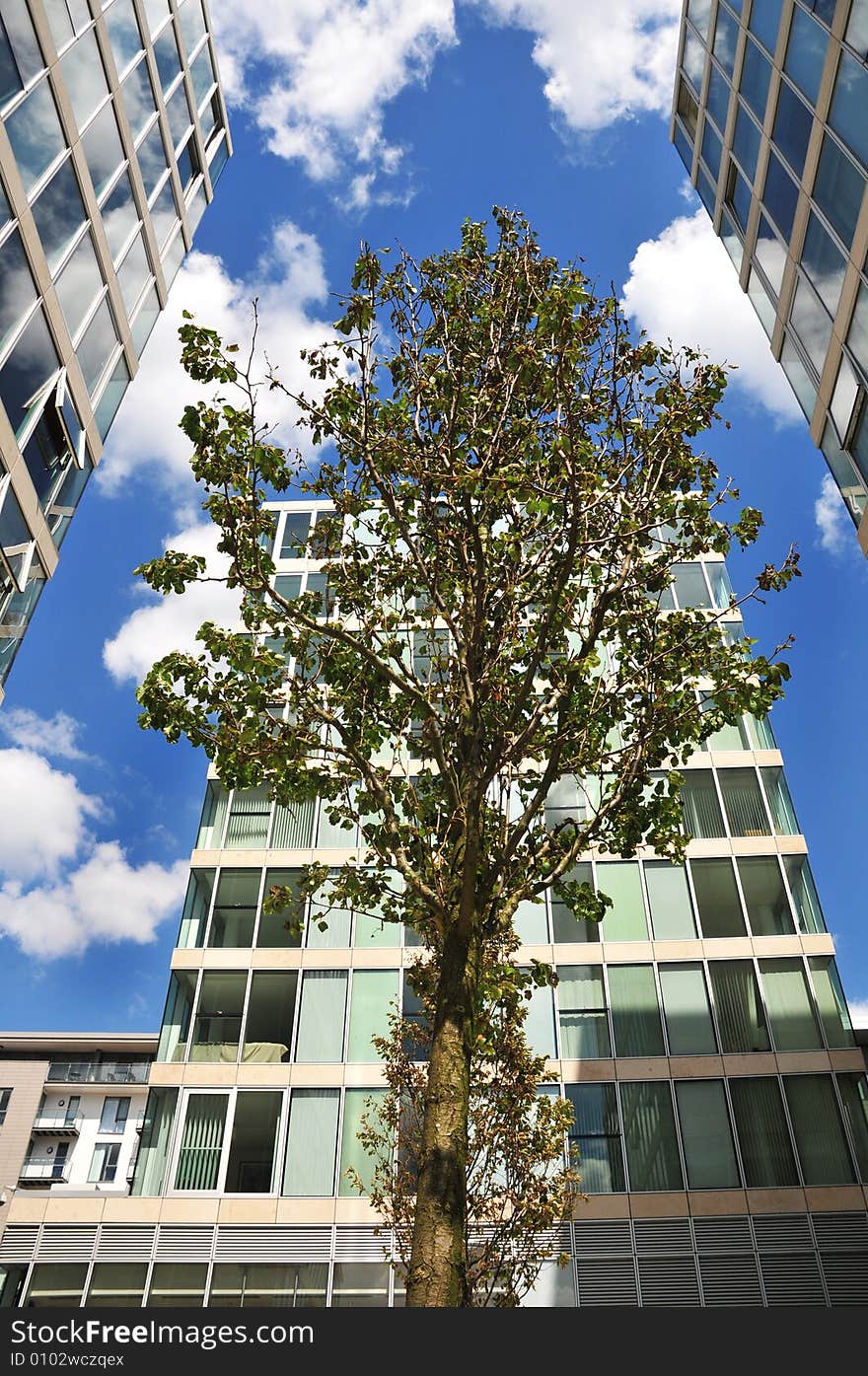 Tree and office blocks