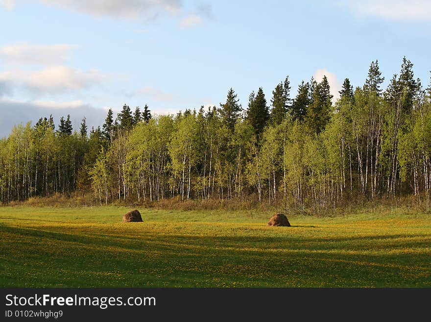 Spring forest and meadow with yellow flowers in the evening sun. Spring forest and meadow with yellow flowers in the evening sun.