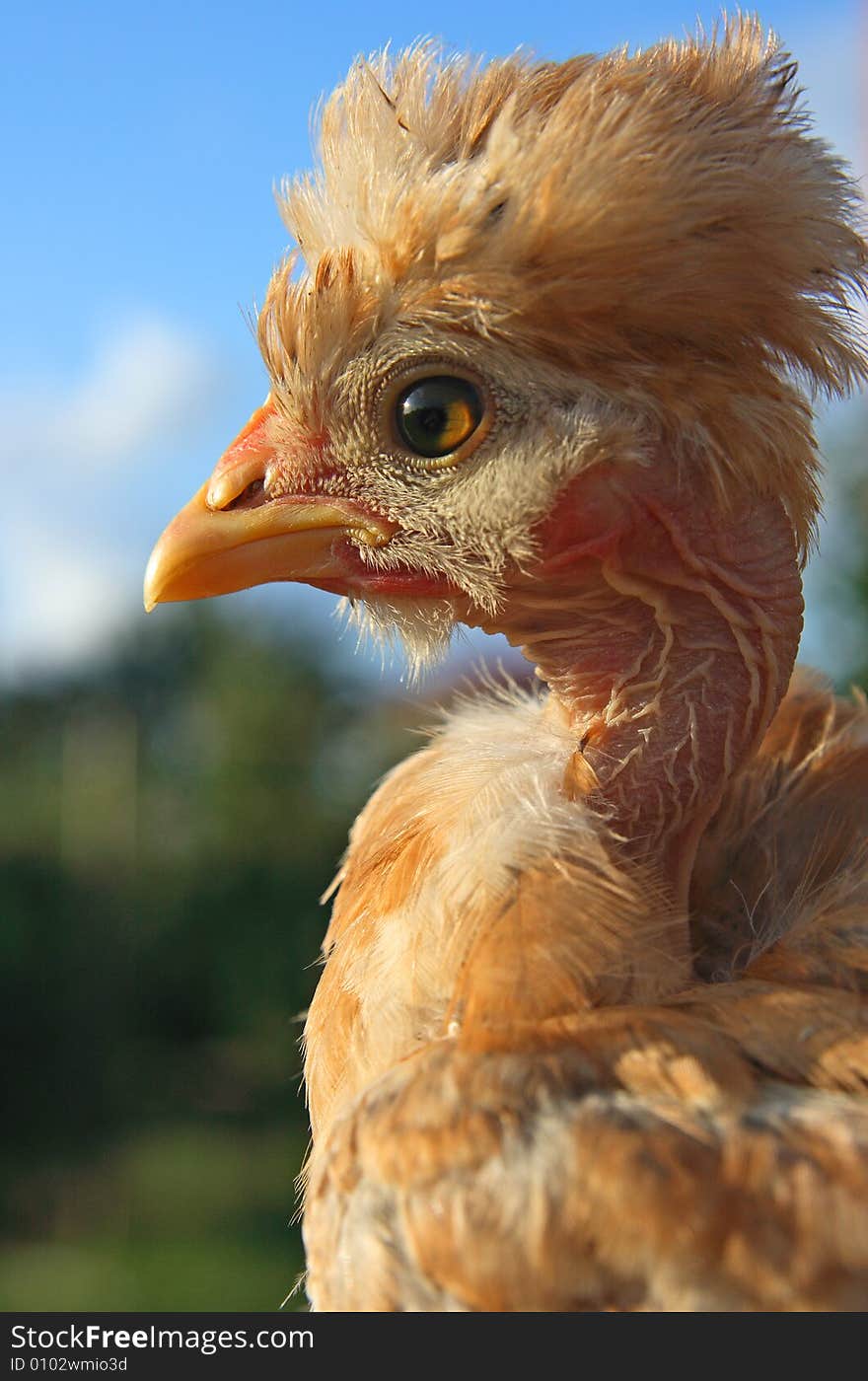 Chicken on the green grass. Chicken on the green grass