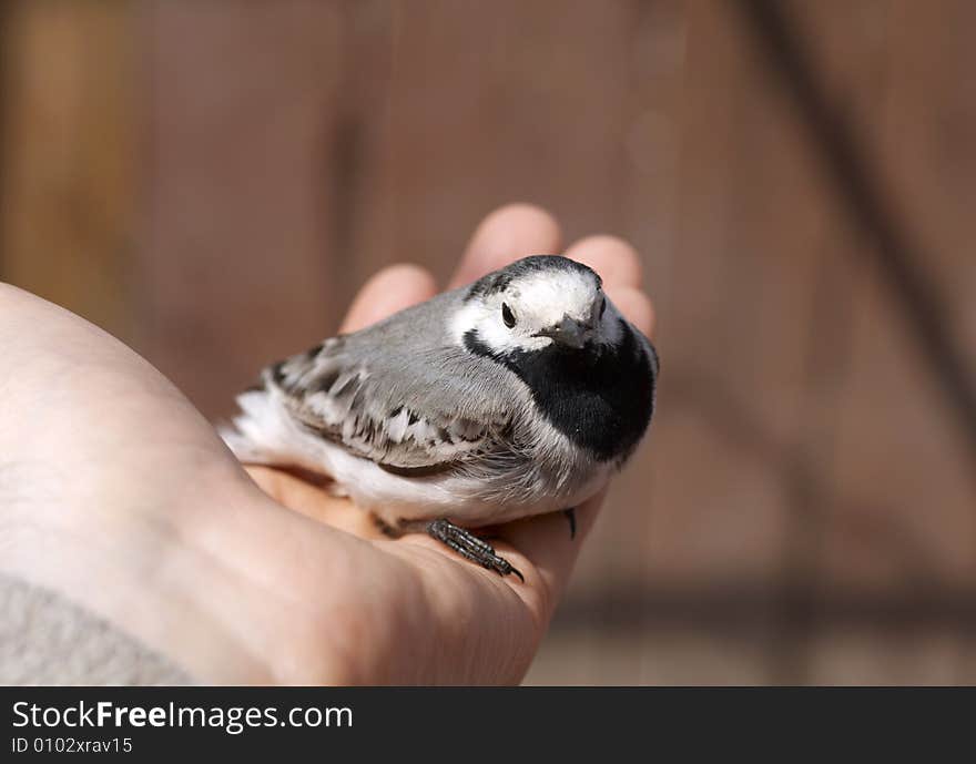 Titmouse bird in hand